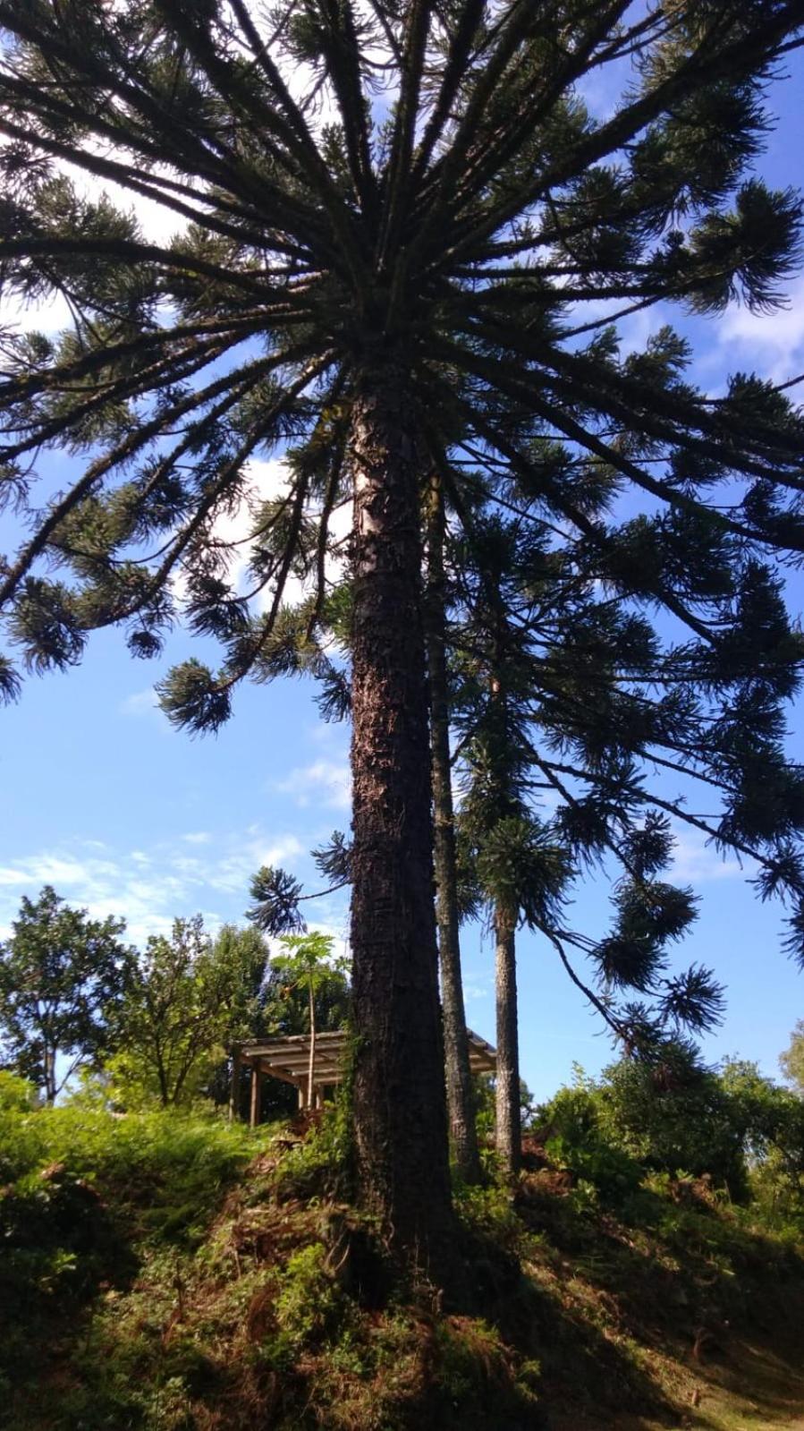Casa Ampla E Aconchegante Em Gramado Βίλα Εξωτερικό φωτογραφία